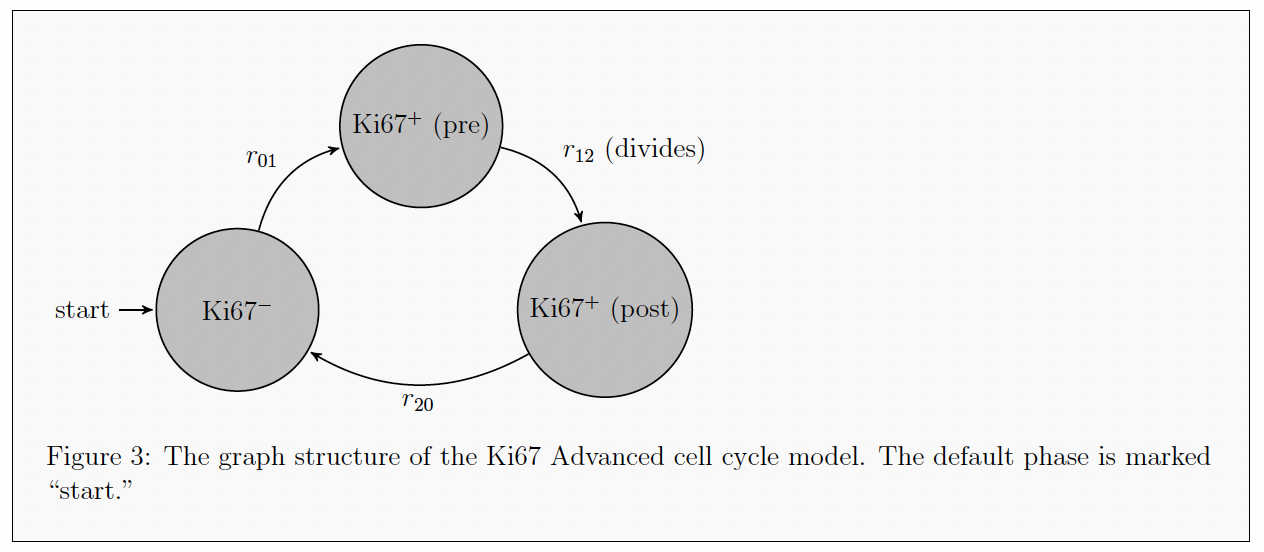 _images/cycle_Ki67_adv.png